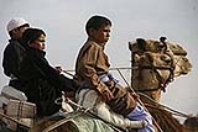سباقات الهجن تنتهك حقوق الطفل
