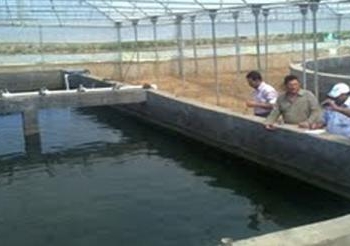 مشروع لانتاج 21 طن أسماك سنويا بكفر الشيخ