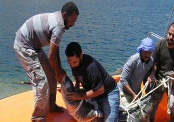 ضبط تمساح  بميناء الركاب بالسد العالى شرق بمحافظة أسوان
