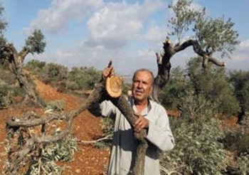 اعتداءات لمستوطنين يهود على أراضي قرية فلسطينية
