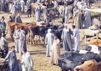 بعد إيقاف تشغيل سوق العصارة المسئولون يناقشون البدائل