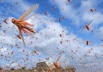 ظهور أسراب جراد فى قرى نجع حمادى