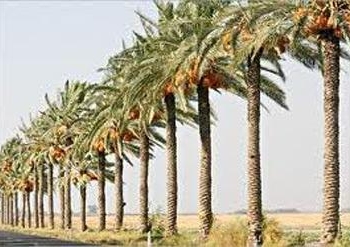وزير التخطيط:مشروع استثمار ثروة النخيل فى مصريهدف لدعم التنمية الريفية