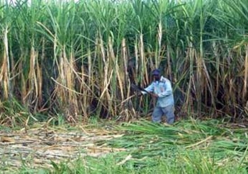 نقيب الفلاحين بقنا : عجز فى كميات السماد … والزراعة 1500 طن
