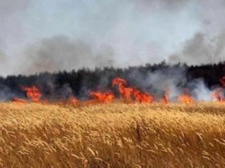 بعد التهام النيران لـ 8 أفدنة من القمح الزراعة ..