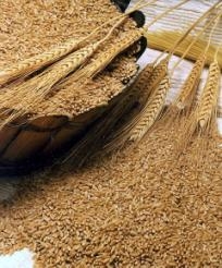 قمح كفرالشيخ فى يد التجار ولا عزاء للفلاحين