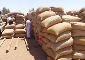 توريد 33 ألف طن قمح الى بنك التنمية والمطاحن بقنا