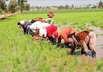 انخفاض نسب تسليم القمح ببني سويف عن المستهدف