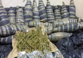 ضبط 230 كيلو بانجو  بحوزة عاطلين وطالب بكفرالشيخ