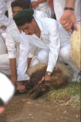 طوارئ بالمحافظات استعدادا لعيد الأضحى