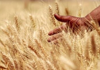 شراء 55 ألف طن قمح أمريكي والقطاع الخاص يبنى 45 صومعة