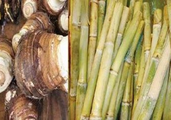 باعة القصب والقلقاس يتراصون في محيط شوارع  كنائس المنيا في عيد الغطاس