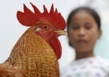 غرفة علميات لمواجهة أنفلونزا الطيور ببني سويف