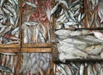 الجزار “لوطنى نت” أرتفاع أسعار الاسماك ناتج عن العرض والطلب