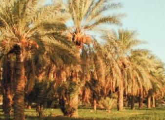 “الزراعة ” تكشف أكبر عملية تهريب سعف النخيل لإسرائيل