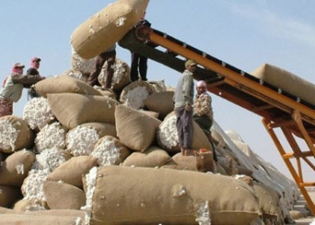 تجميع محصول 5165 فدان قطن بالفيوم والمحافظ يحظر نقله خارج المحافظة
