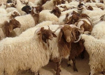 الكساد يسيطر على سوق أغنام الغربية وتخوفات من الحمى القلاعية