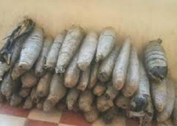 ضبط خيارة بدمياط وبحوزته 7 كيلو بانجو