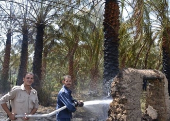حريق يلتهم أكثر من 100 نخلة بجوار سكن محافظ الوادى الجديد