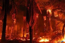 نشوب حريق نتج عنه إحتراق 150 نخلة