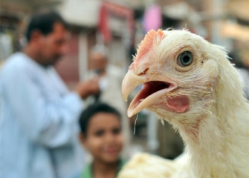 عزل ربة منزل للاشتباه بإصابتها بأنفلونزا الطيور بالمنيا