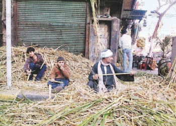إقبال على شراء القصب بسوهاج احتفالاً بعيد “الغطاس”