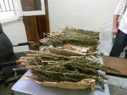 ضبط فلاح ب”دلجا” بحوزته كيلو من نبات البانجو المخدر 