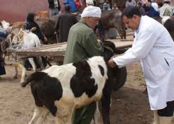 بيطرى القليوبية يعلن خلوها من الحمى القلاعية