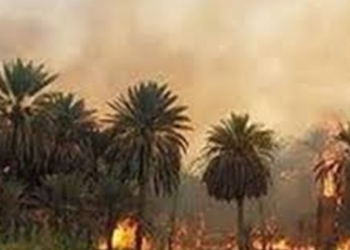 احتراق 3 أفدنة من أشجار العنب  بالبحيرة