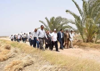 حصاد 22 فدان قمح بمزرعة جامعة سوهاج