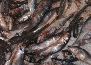 ضبط 400 كيلو فسيخ فاسد ببني سويف  