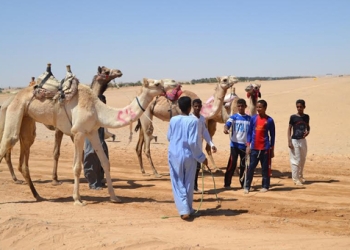 بالصور…الأقصر تستضيف مهرجان الهجن لأول مرة