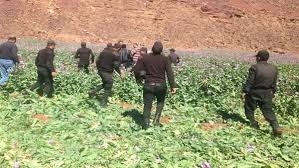 إبادة 3 أفدنة منزرعة بنبات البانجو المخدر وضبط خمسة أطنان ونصف من ذات المخدر