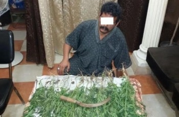 فلاح يحول حقله إلى مزرعة “بانجو” بالمنوفية