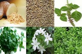 “فوائد النباتات الطبية والعطرية” في ندوة لمركز النيل للإعلام بزفتي