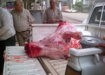 مدير الطب البيطرى بالمنوفية يضبط جزار يذبح عجل أمام محل الجزارة