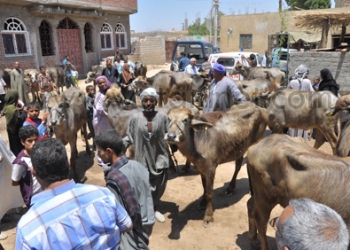 توزيع 21 رأس ماشية للمتضررين من حريق عرب القداديح 