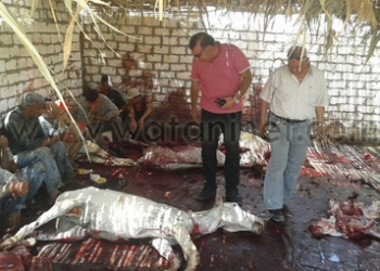 استمرار حبس صاحب مزرعة الحمير و4جزارين 