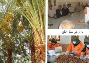 عشماوى : يناشد عدم تحديد سعر للبلح بالوادى الجديد 