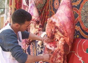 ذبح الأضاحي مجانا بالمجازر الحكومية في المنيا 