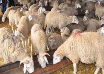 باحث أثري : الخليفة كان يشارك بنفسه فى إجراءات الذبح فى العهد الفاطمى