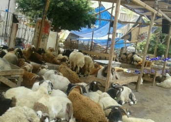 حملة علي محلات الجزارة وشوادر بيع الخراف بالأسكندرية
