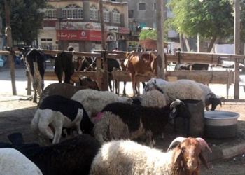 فرض غرامة علي شادر خرفان بحي الجمرك 