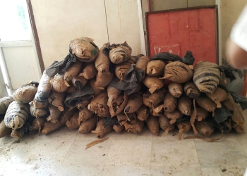 أمن السويس يضبط نصف طن بانجو 