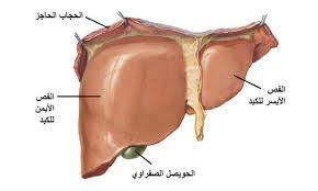 التبرع بفص من الكبد مسموح ولكن
