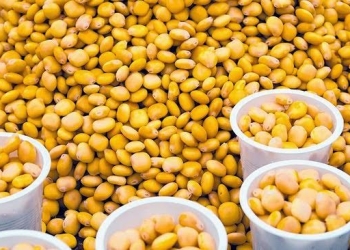 حبوب طبيعية تحرق الدهون