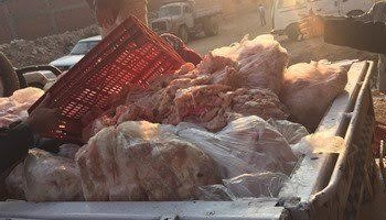 ضبط “2520” كيلو لحوم فراخ منتهية الصلاحية داخل ثلاجة فى القليوبية