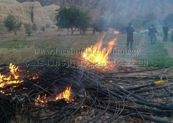 إبادة 2 فدان بمنطقة وادى فيران منزرعة بالأفيون