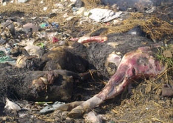 نفوق 8 رؤوس ماشية في حريق بمزرعة مواشي في الفيوم