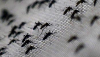 الصين تعلن عن اكتشاف ثانى حالة إصابة بفيروس “زيكا”